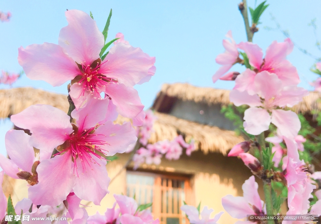 桃花