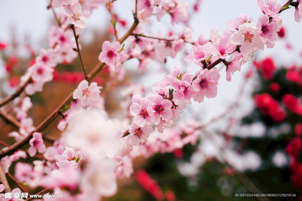 桃花