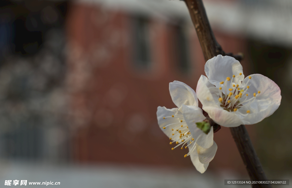 桃花