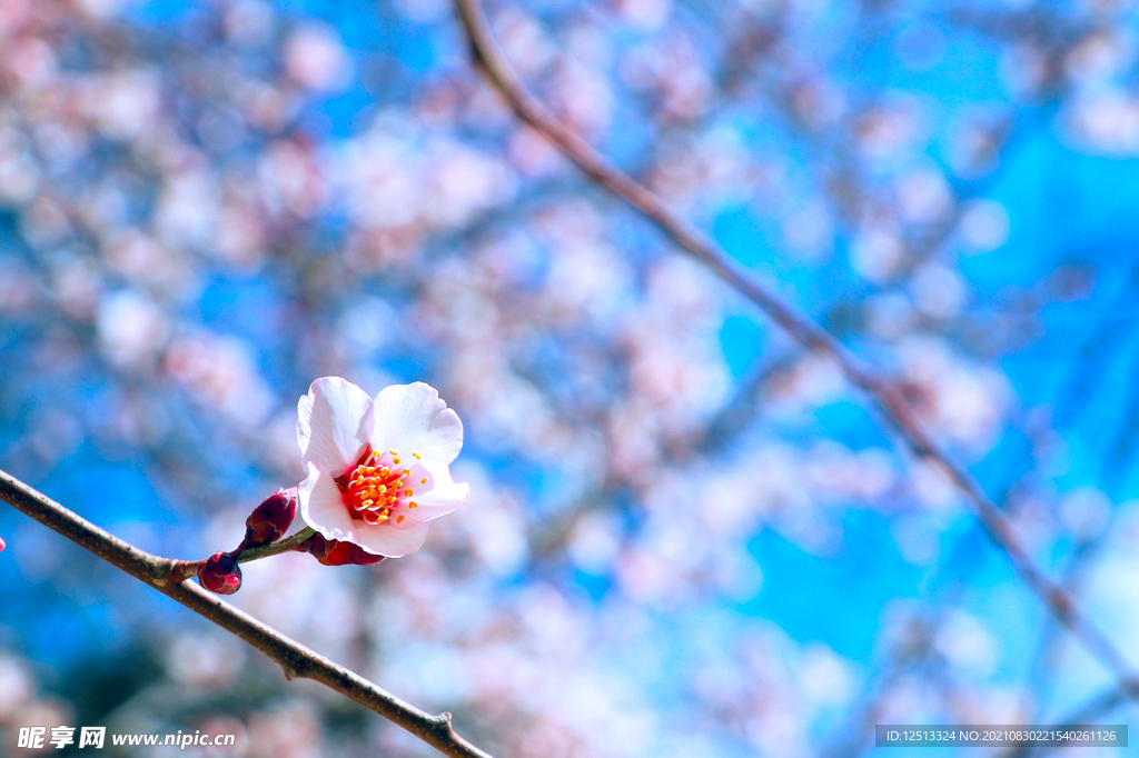 桃花