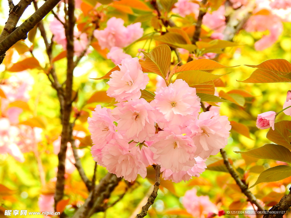 桃花