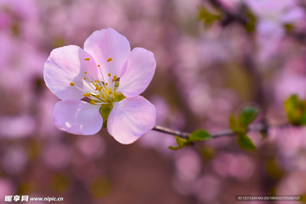 桃花