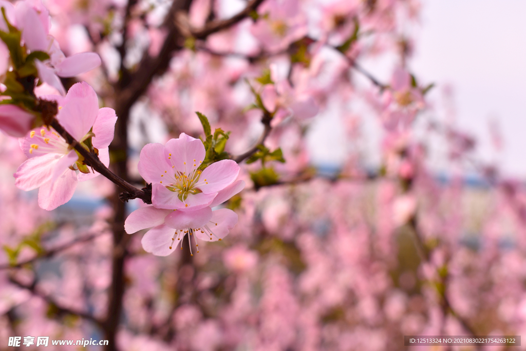 桃花