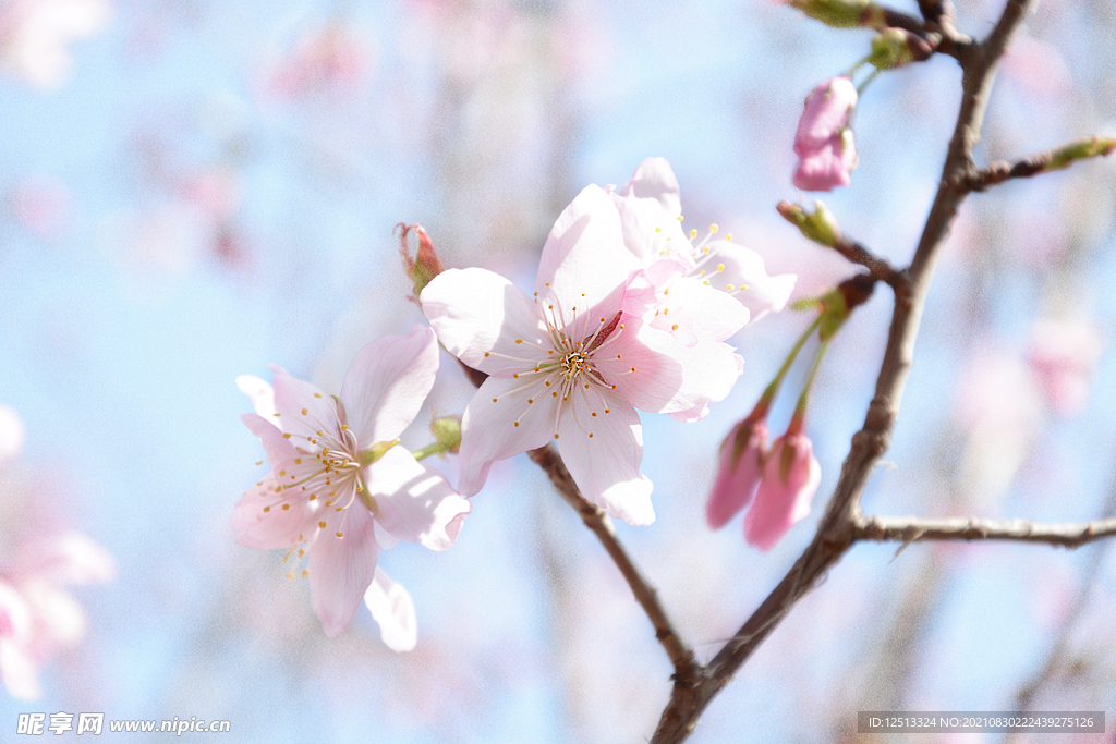 桃花
