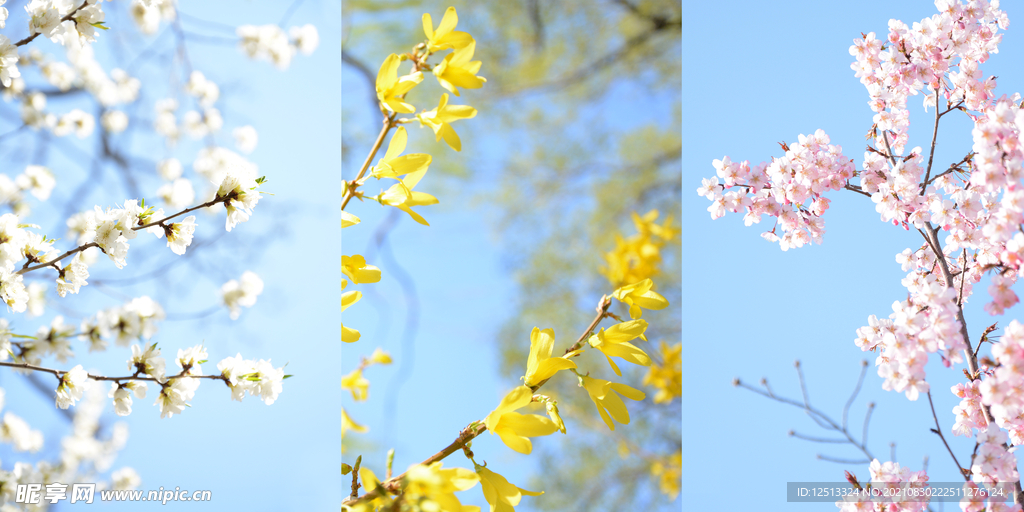 桃花
