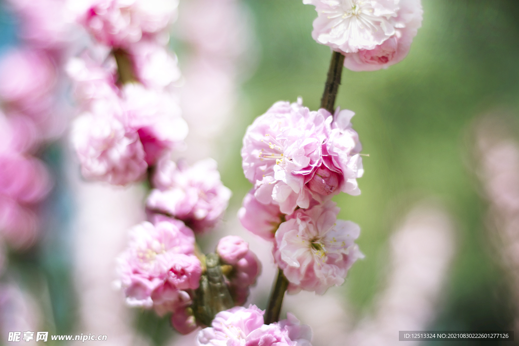 桃花