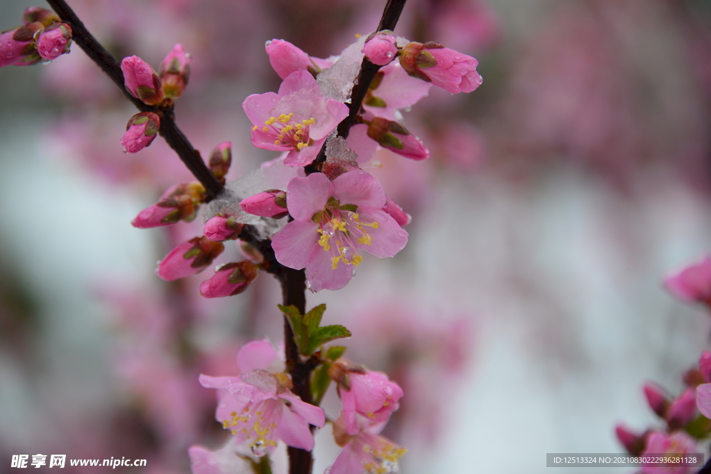 桃花