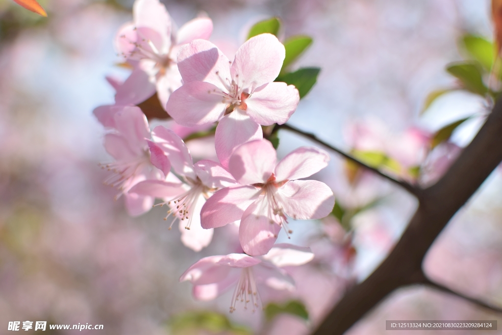 桃花