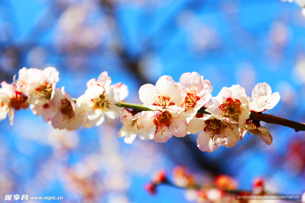 桃花