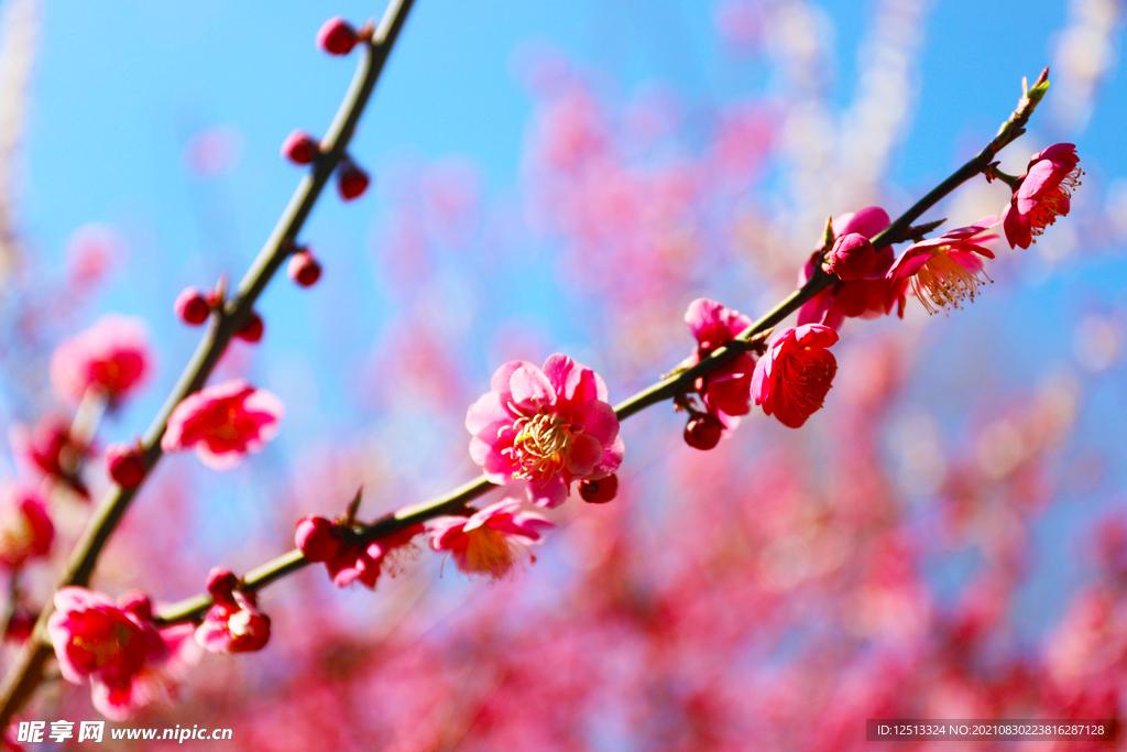 桃花