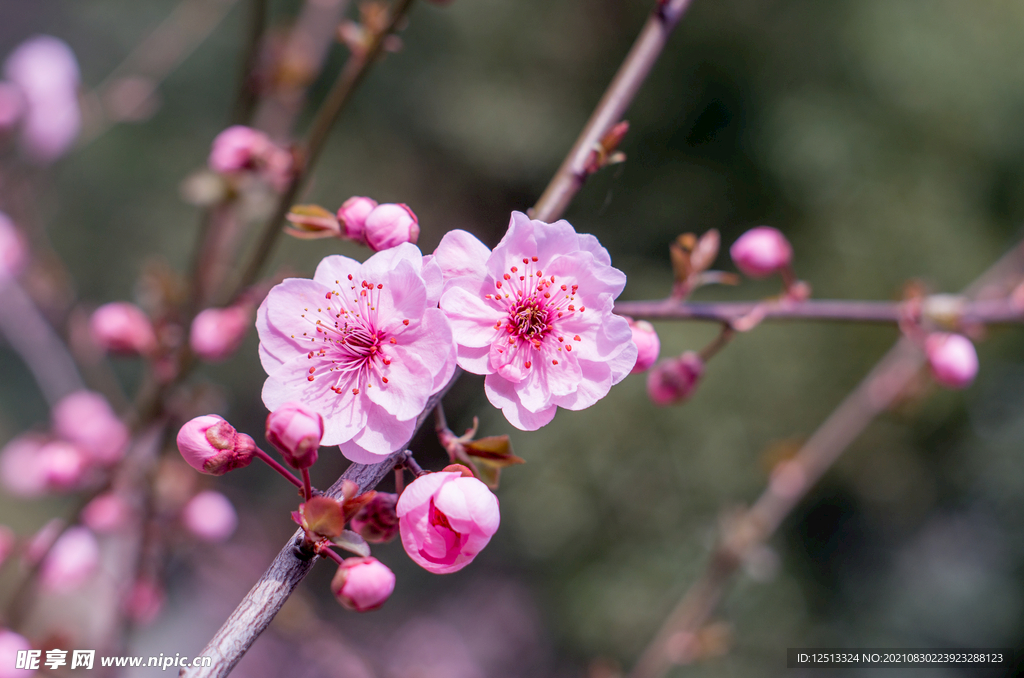 桃花