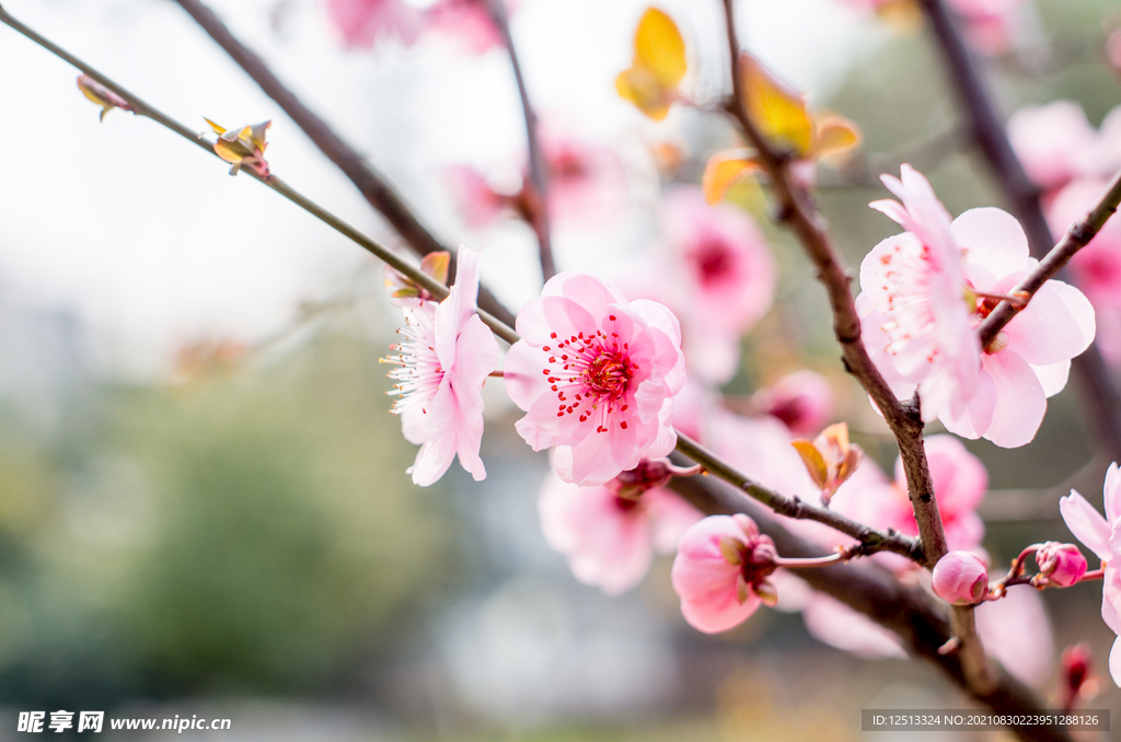 桃花