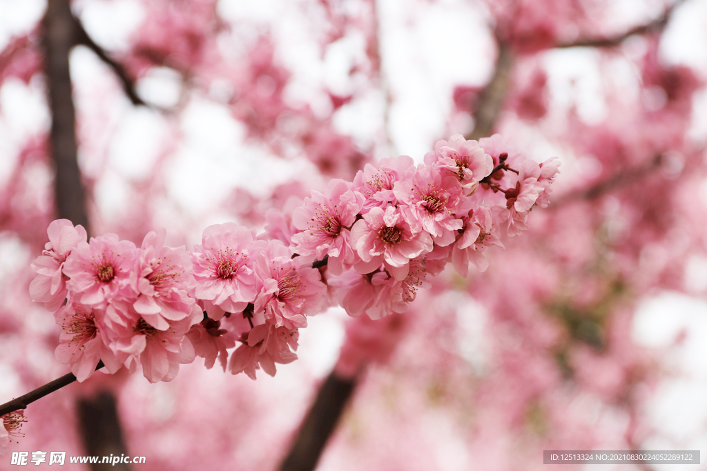 桃花