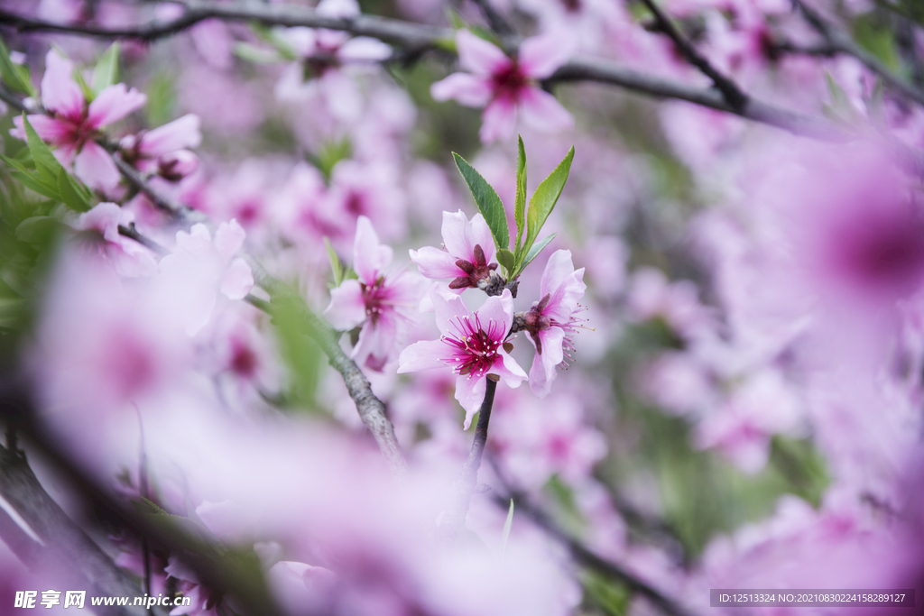 桃花