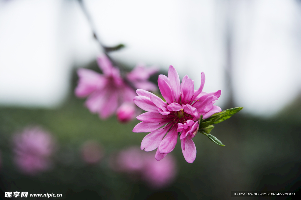 桃花
