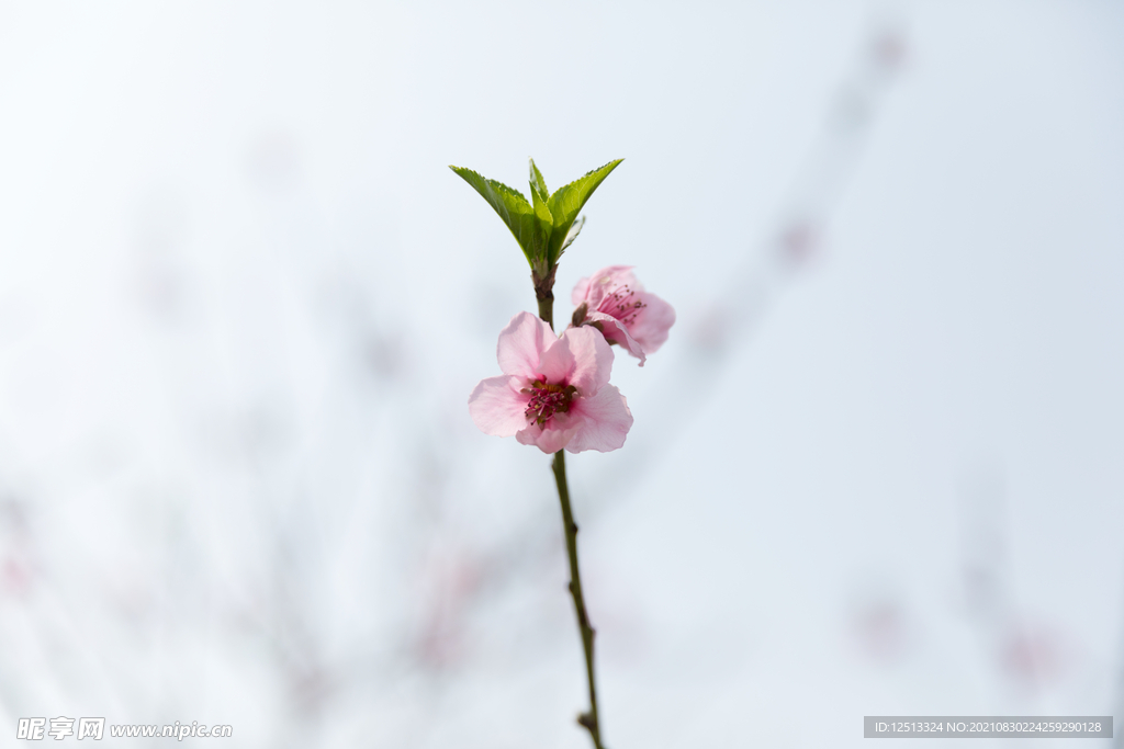 桃花