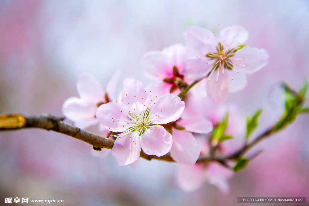 桃花