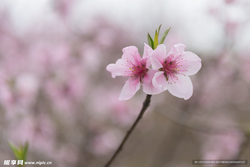 桃花