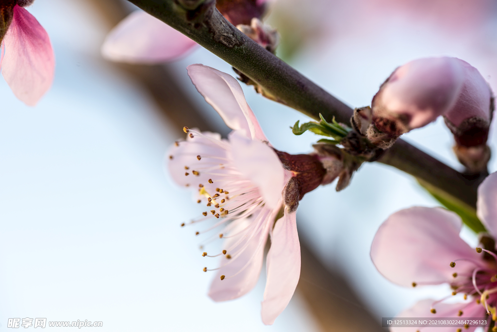 桃花
