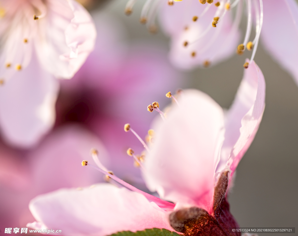 桃花