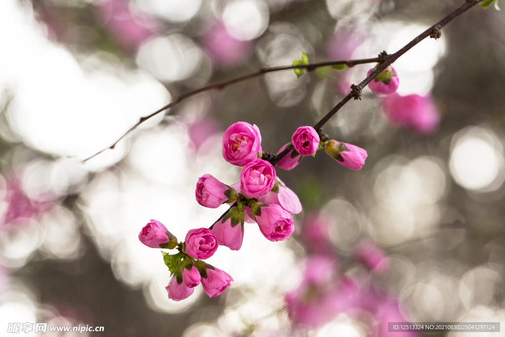 桃花