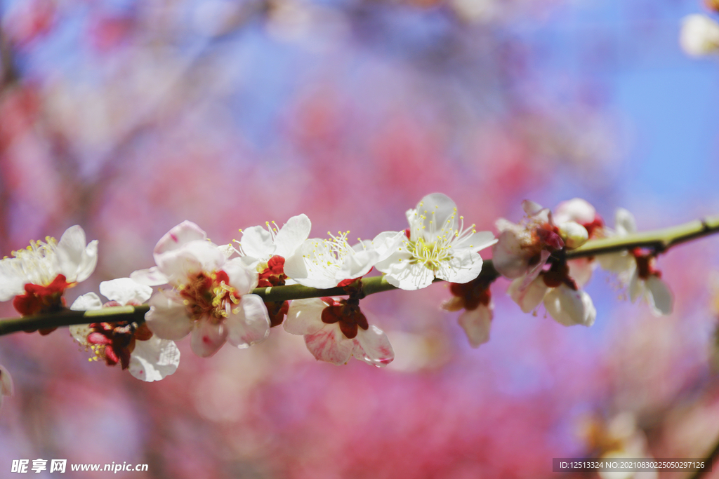桃花
