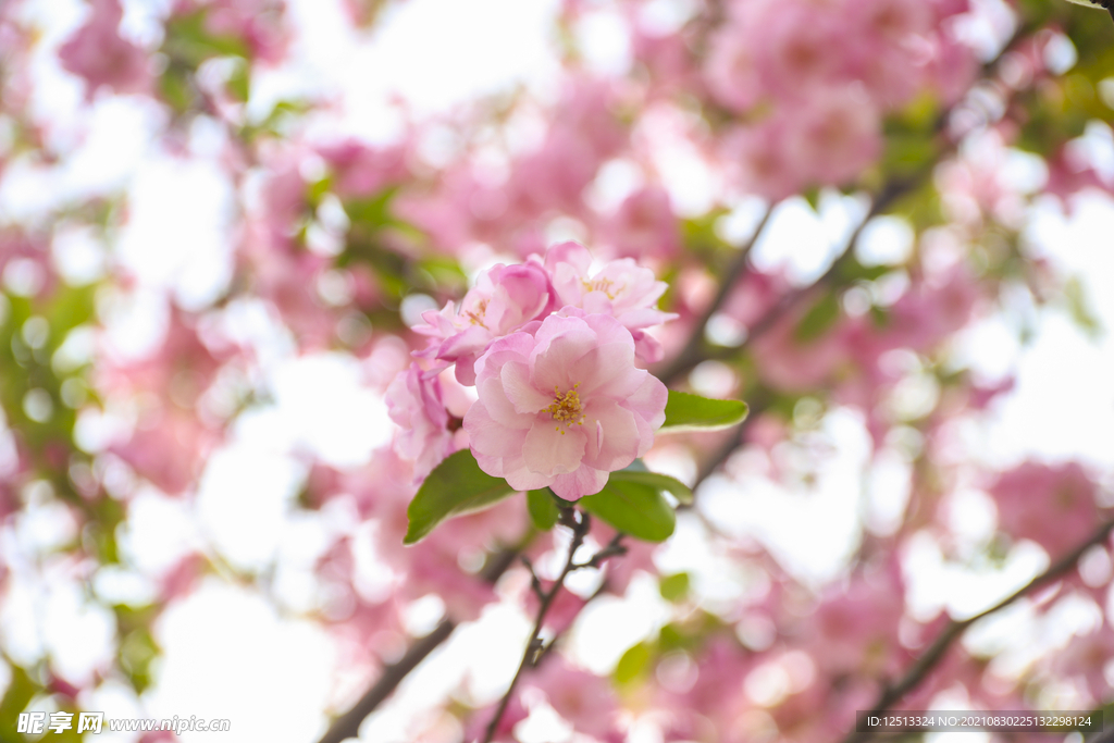 桃花
