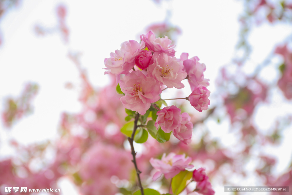 桃花