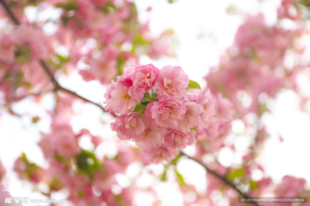 桃花