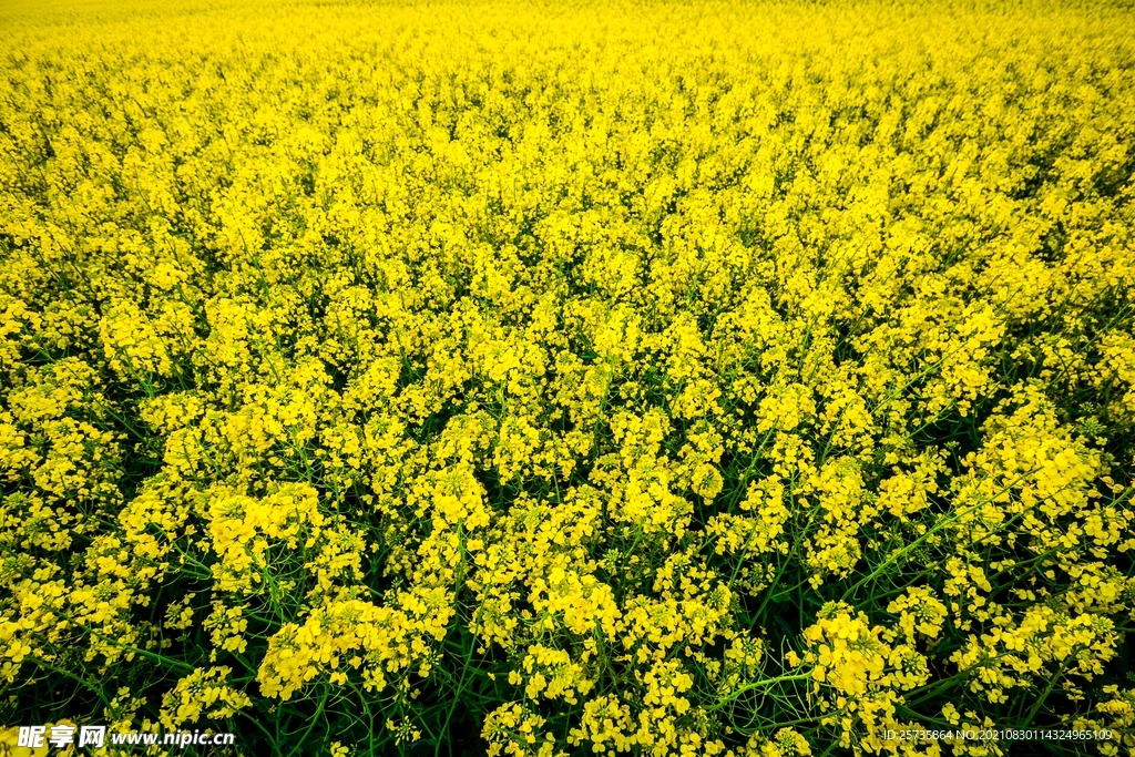 油菜花