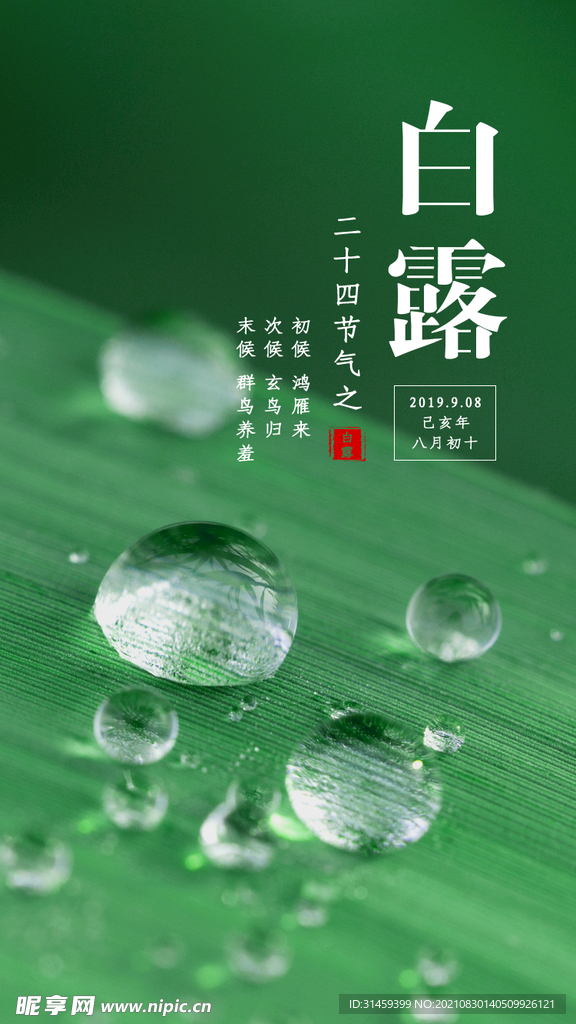 白露节气海报