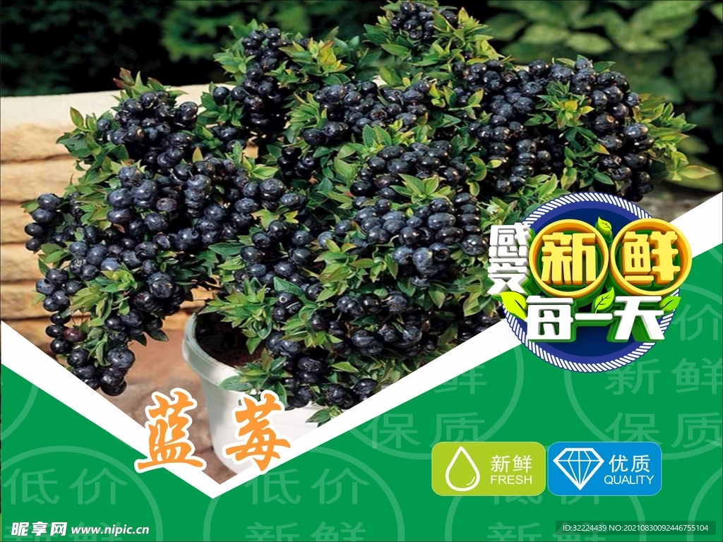 蓝莓 