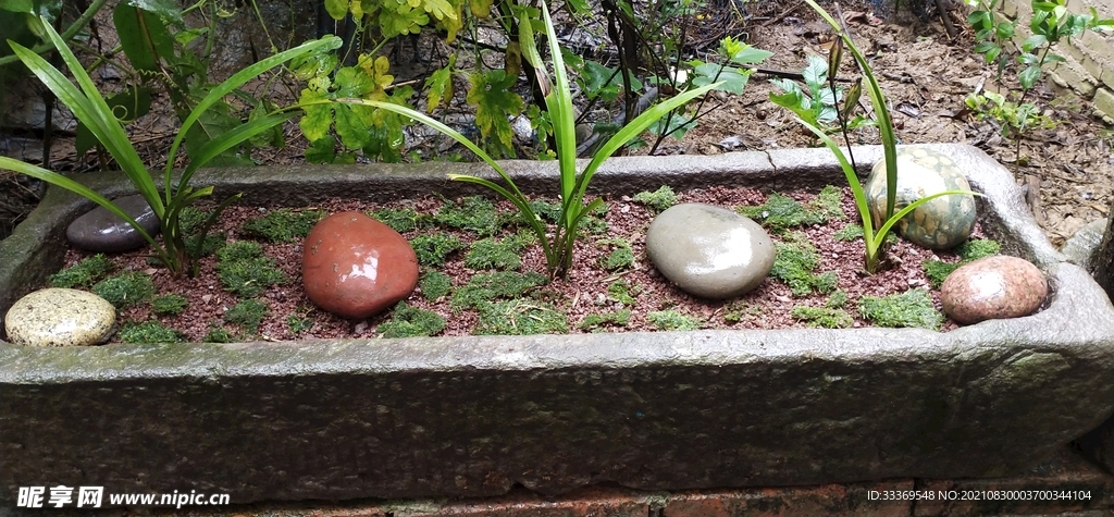 兰花