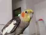 玄凤鹦鹉