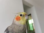玄凤鹦鹉