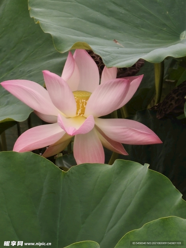 荷