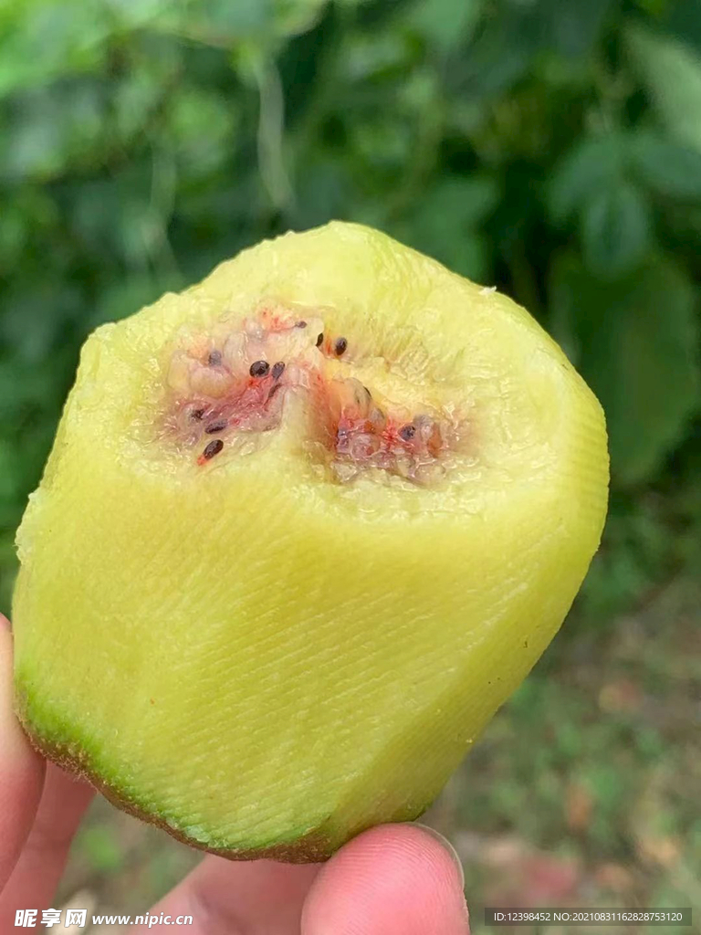 红心猕猴桃