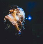水母