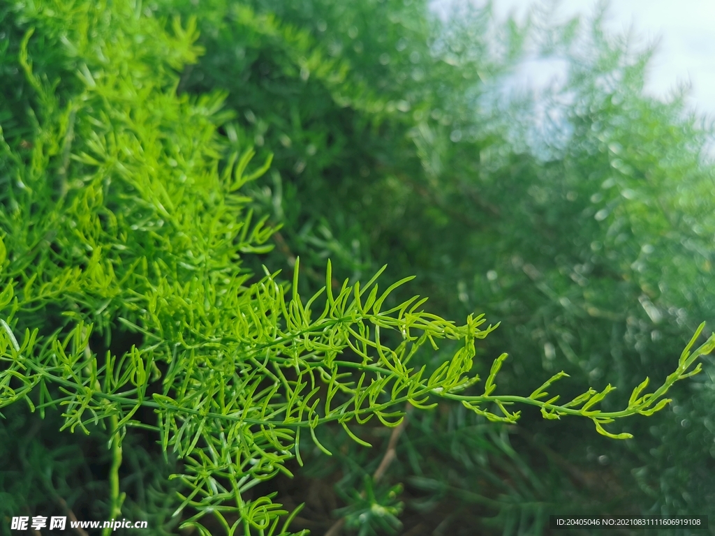 天门冬特写细节