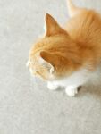 黄狸猫虎斑猫