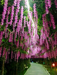 紫藤花