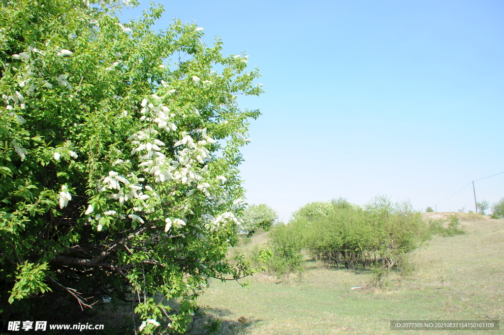 稠李子花