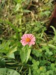 百日菊 