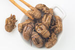 中药材 蝉蜕