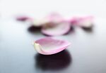 玫瑰花瓣 