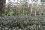 茶树 紫娟