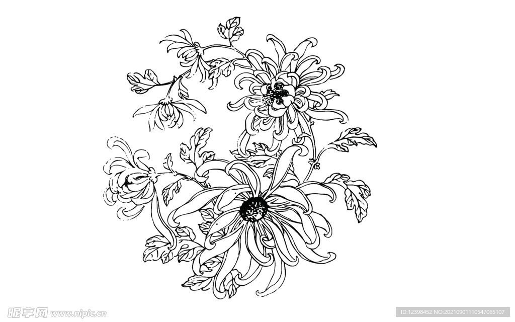 菊花线条素描