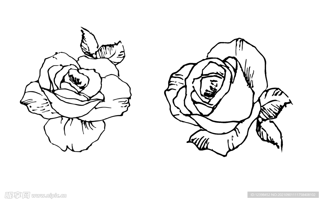 玫瑰花线条素描图