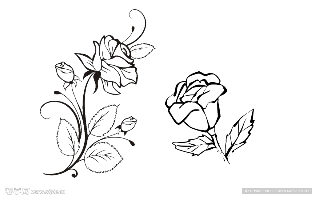 玫瑰花线条素描插画