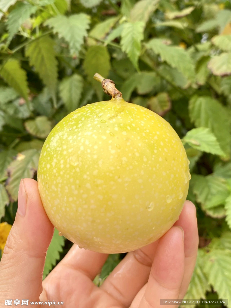 百香果